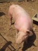 Le cochon est un animal très propre : il se roule dans la boue pour se (...)